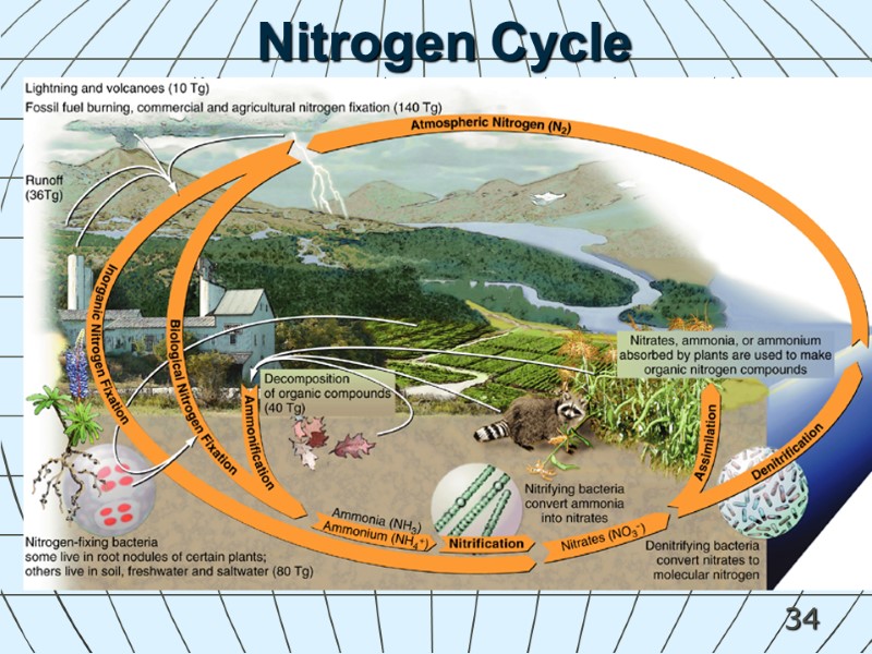 34 Nitrogen Cycle